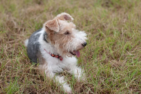 Chien Dans Une Prairie Verte Chien Sur Pelouse Verte — Photo