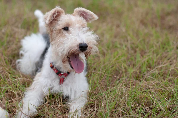 Hond Een Groene Weide Hond Groen Grasveld — Stockfoto