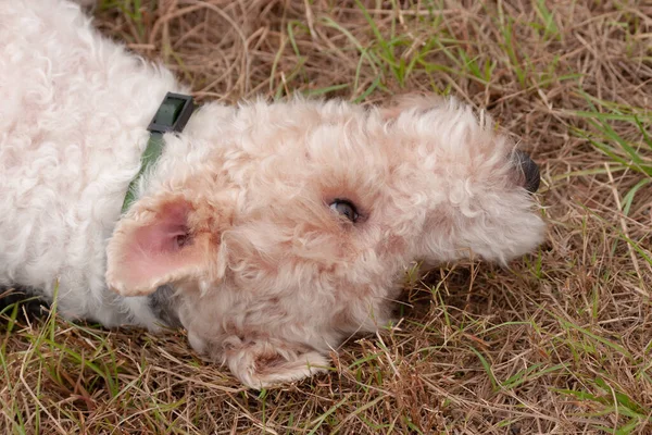 Hond Een Groene Weide Hond Groen Grasveld — Stockfoto