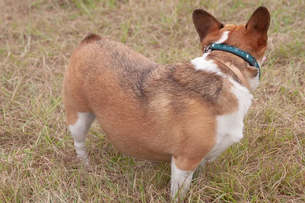 Hond Een Groene Weide Hond Groen Grasveld — Stockfoto