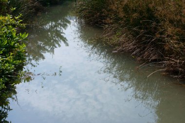  23 Aralık 2006 Wetland Park 'taki Tatlı Su Bataklık Ortamı