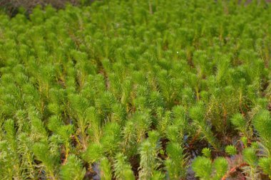 23 Aralık 2006 'daki bitkilerin doğası böyle.