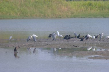   Hong Kong Wetland Parkı 'ndaki sulak arazi 23 Aralık 2006