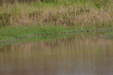  23 Aralık 2006. Hong Kong Wetland Parkı 'ndaki sulak arazi.