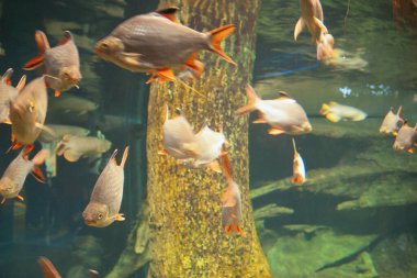  23 Aralık 2006 Su Altındaki Balık, Wetland Park
