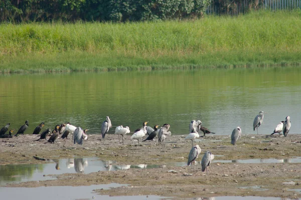 Zona Húmida Parque Wetland Hong Kong Dez 2006 — Fotografia de Stock