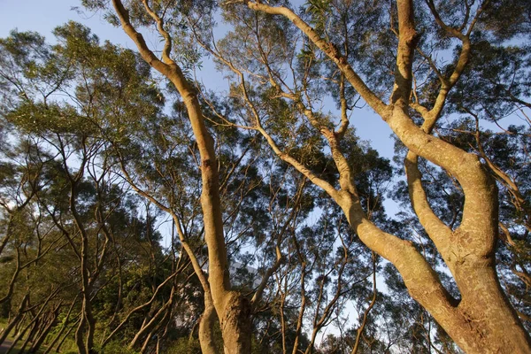 Letnie Słoneczne Drzewa Leśne Zielona Trawa — Zdjęcie stockowe