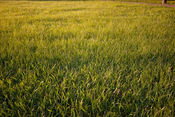 Caminho Através Parque Paisagem Grama Verde — Fotografia de Stock