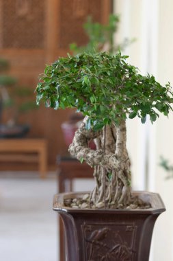 12 Kasım 2006 Kahverengi bir saksıda küçük yeşil bonsai ağacı