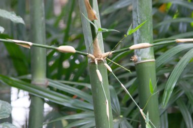 Bahçede bir bombu ailesi. doğada