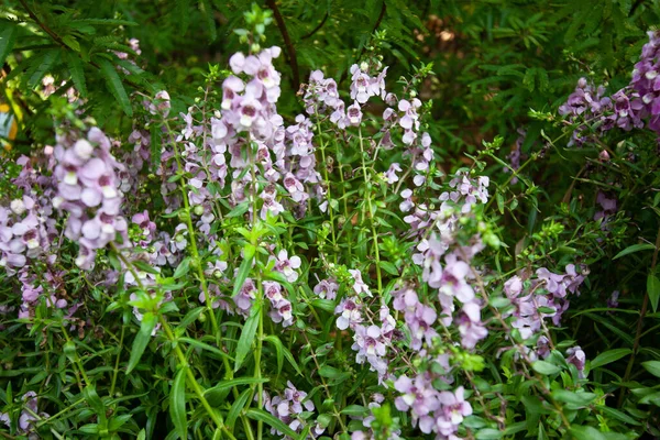 Kwiat Dzwonu Campanula Rotundifolia Fioletowa Roślina Kwitnąca — Zdjęcie stockowe