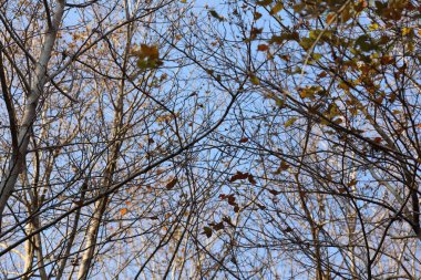 31 Aralık 2020 Yapraksız ağaçların kışı