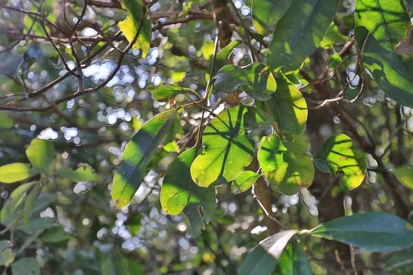 Ein Grünes Blatt Von Gebrochenen Knochen Baum Hintergrund — Stockfoto