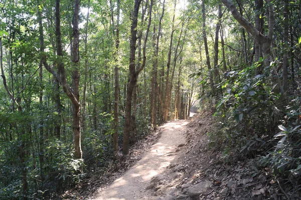 2021年1月23日的高山山径景观 — 图库照片