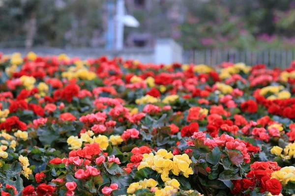 Květinové Záhony Růží Hiemalis Zahradě — Stock fotografie