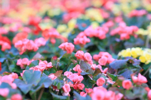 Canteiro Flores Rosa Hiemalis Jardim — Fotografia de Stock
