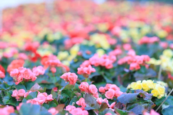 Macizo Flores Rosa Hiemalis Jardín —  Fotos de Stock