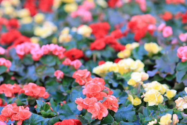 Flower Bed Rose Hiemalis Garden — Stock Photo, Image