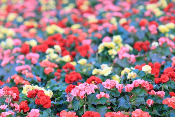 Het Bloembed Van Roos Hiemalis Tuin — Stockfoto