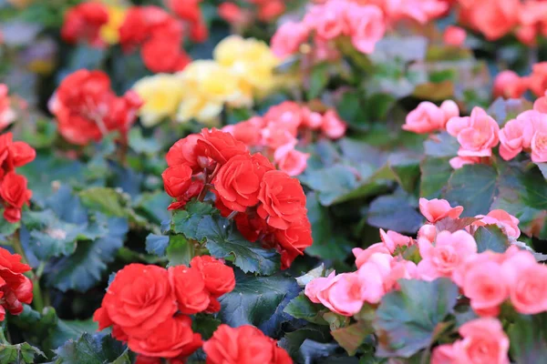 Canteiro Flores Rosa Hiemalis Jardim — Fotografia de Stock