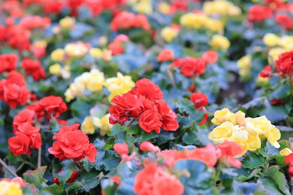 Blomman Bädd Ros Hiemalis Trädgården — Stockfoto