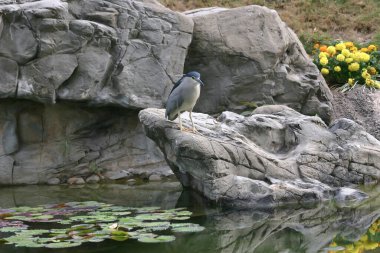 25 Ocak 2005, Hong Kong Park, Hong Kong 'da Grey Heron.