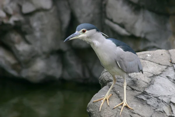 Jan 2005 Grey Heron Hong Kong Park Hong Kong — 图库照片