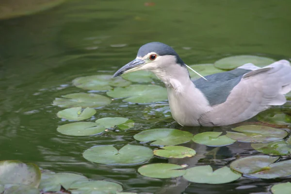 Jan 2005 Grey Heron Hong Kong Park Hong Kong — Stock Photo, Image