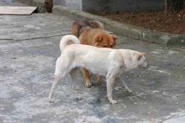 Arkadaki sevimli köpek.