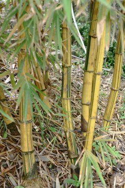 Bambu doğada altın gibi büyüyor. 