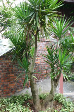 Yucca filleri izole edilmiş bir saksı bitkisi.