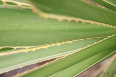 Doğada asırlık bitki, yeşil bitkiler