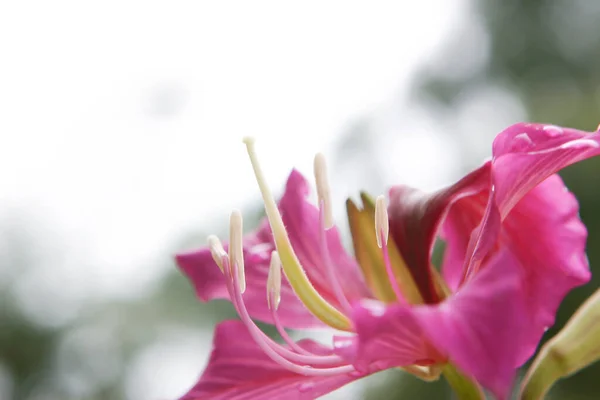 Gros Plan Belle Floraison Rose Bauhinia Purpurea Fleurs — Photo