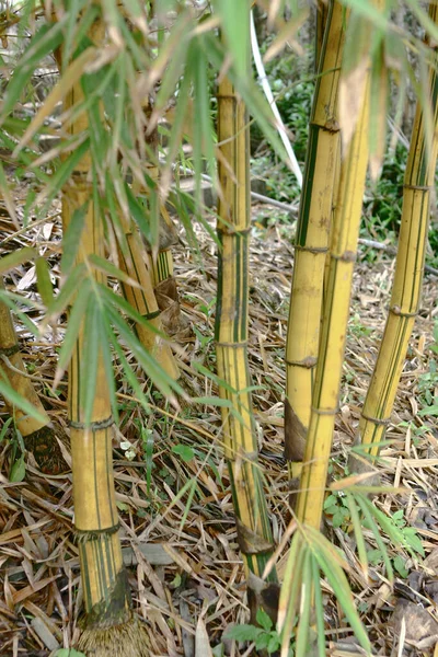 Bamboe Verbouwend Golden Natuur — Stockfoto