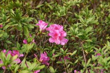 9 Ocak 2005 Bahar bahçesinde güzel bir rhododendron çiçeği.