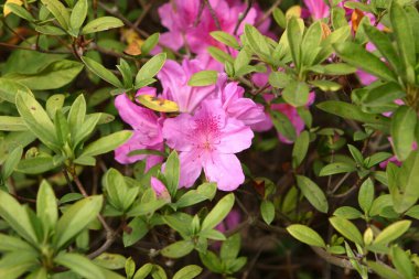 9 Ocak 2005 Bahar bahçesinde güzel bir rhododendron çiçeği.