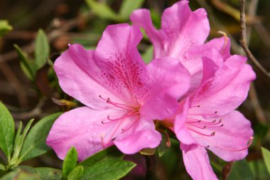 9 Ocak 2005 Bahar bahçesinde güzel bir rhododendron çiçeği.