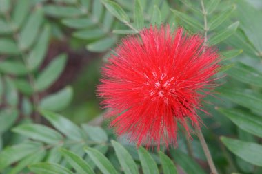 Bahar günü çiçek açan güzel dinleyici çiçekleri.. 