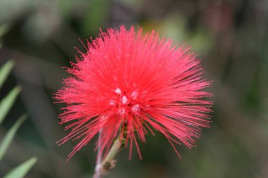 Bahar günü çiçek açan güzel dinleyici çiçekleri.. 