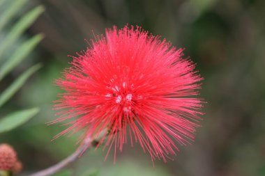 Bahar günü çiçek açan güzel dinleyici çiçekleri.. 