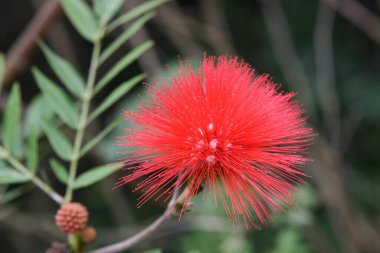 Bahar günü çiçek açan güzel dinleyici çiçekleri.. 