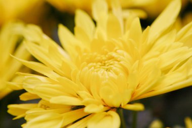 9 Ocak 2005 doğaya yakın güzel bir kasımpatı çiçeği