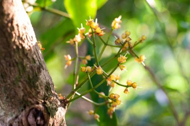 the red ants on the tree trunk, nature