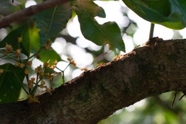 the red ants on the tree trunk, nature
