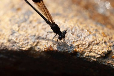 Dragonfly 'a yakın, bilimsel adı Anisoptera.
