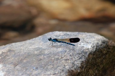 Dragonfly 'a yakın, bilimsel adı Anisoptera.