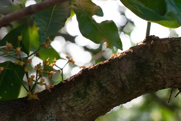 Red Ants Tree Trunk Nature — Stock Photo, Image