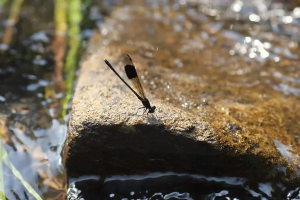 Nahaufnahme Einer Libelle Wissenschaftlicher Name Ist Anisoptera — Stockfoto