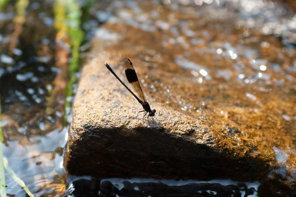 蜻蜓的闭锁 学名是昆虫科 — 图库照片