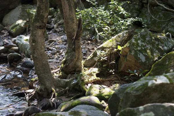 Fiume Profondo Nel Parco Campagna Montagna Hong Kong — Foto Stock